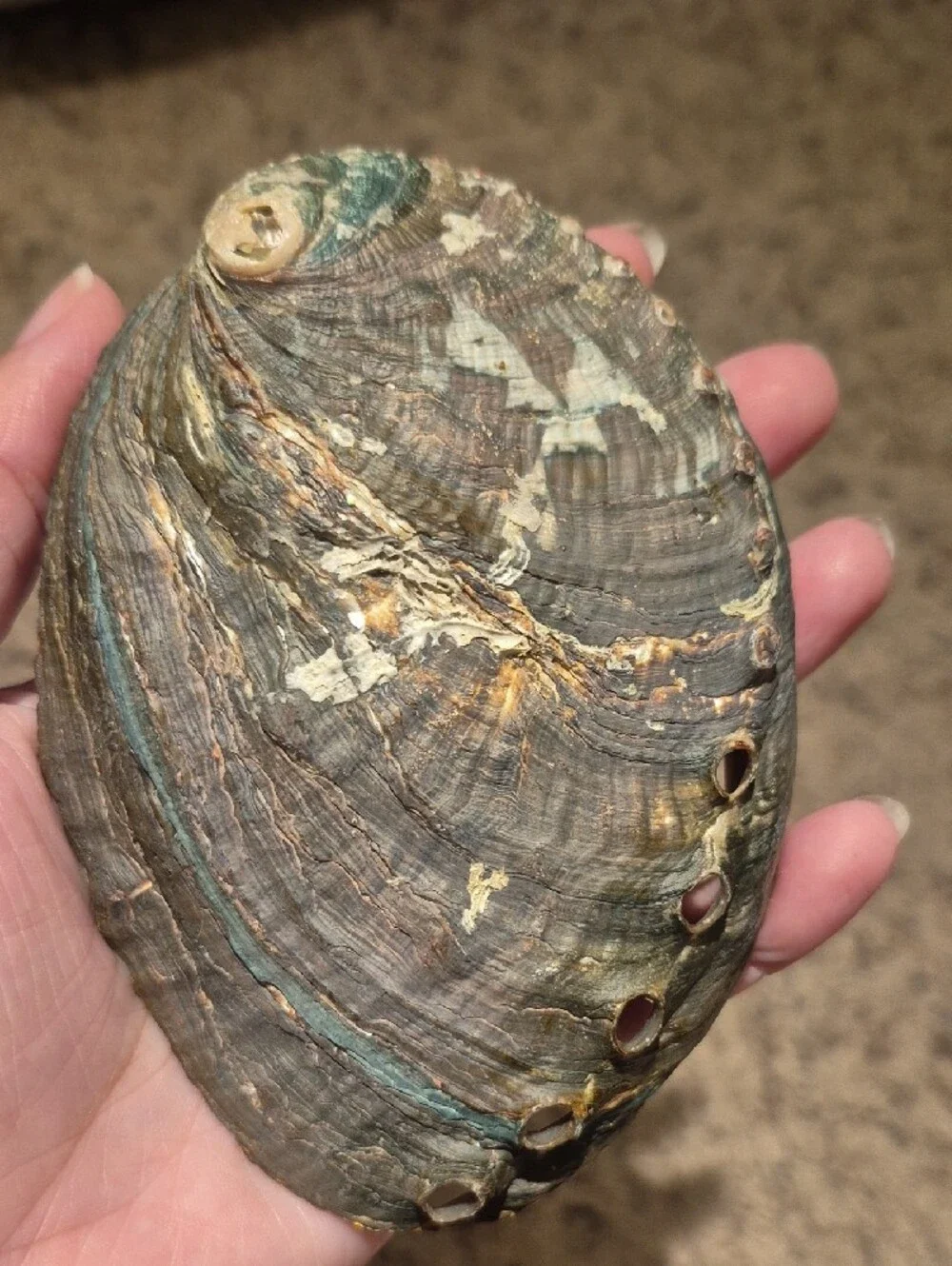 Natural Iridescent Abalone Shell Display - Multi-Pearl Finish